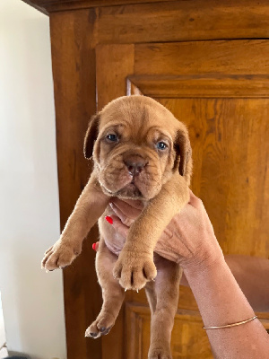 Les chiots de Dogue de Bordeaux