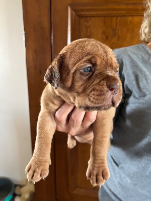 Les chiots de Dogue de Bordeaux