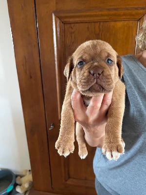 Les chiots de Dogue de Bordeaux