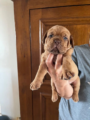 Les chiots de Dogue de Bordeaux