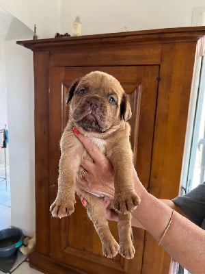 Les chiots de Dogue de Bordeaux