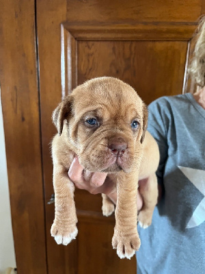 Les chiots de Dogue de Bordeaux