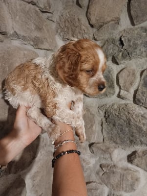 Les chiots de Epagneul Breton