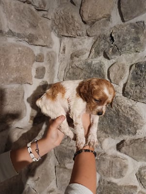 Les chiots de Epagneul Breton