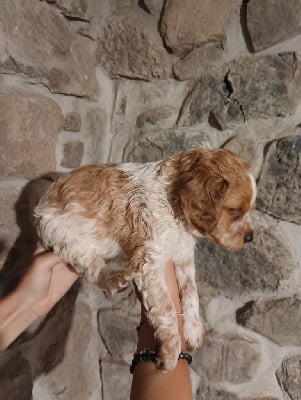 Les chiots de Epagneul Breton