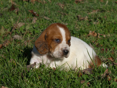 Les chiots de Basset Hound