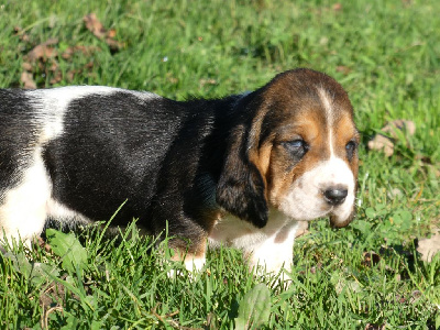 Les chiots de Basset Hound