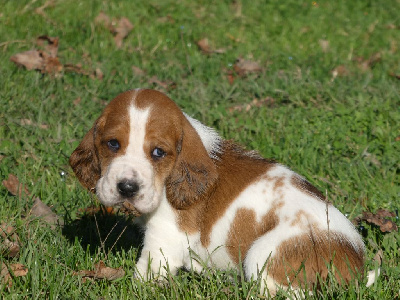 Les chiots de Basset Hound