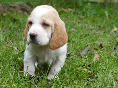 Vicomte - Baba - Basset Hound