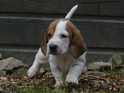 Vitavie - Basset Hound