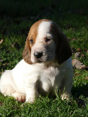 Les chiots de Basset Hound