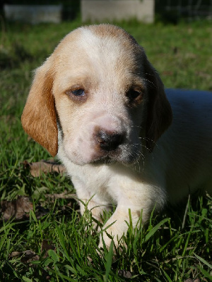 Les chiots de Basset Hound