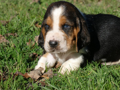 Les chiots de Basset Hound