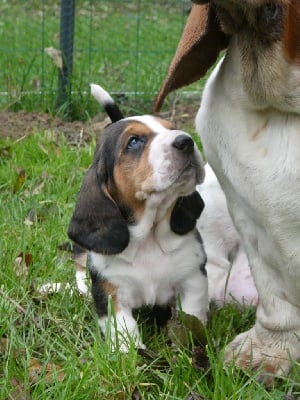 Vroom - Basset Hound