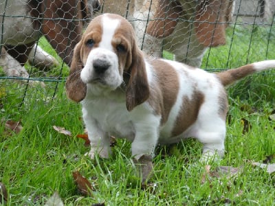 Vanille-Abricot - Basset Hound