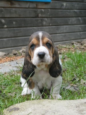 Victoire - Basset Hound