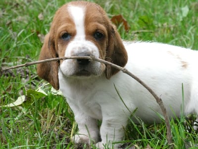 Vahinée - Basset Hound