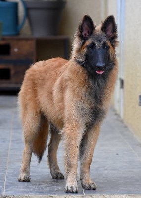 Les chiots de Berger Belge