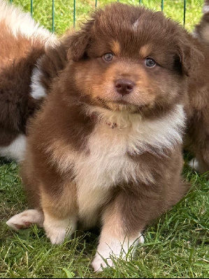 Les chiots de Berger Australien