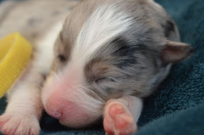 Les chiots de Berger Australien