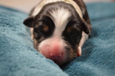 Les chiots de Berger Australien