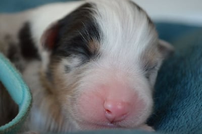 Les chiots de Berger Australien