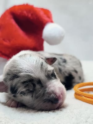 Les chiots de Berger Australien