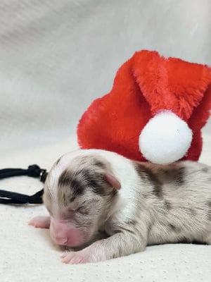 Les chiots de Berger Australien