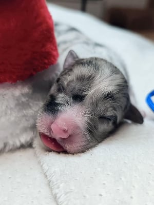 Les chiots de Berger Australien