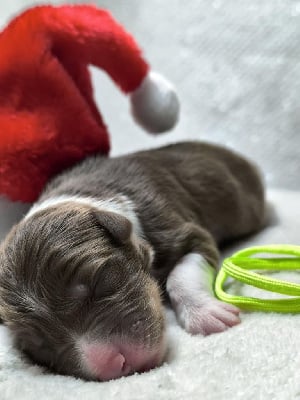 Les chiots de Berger Australien