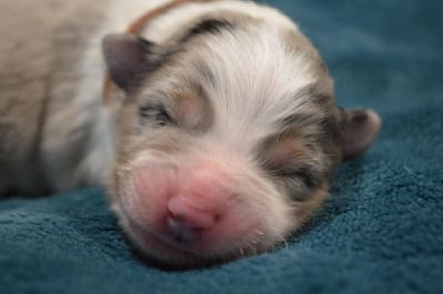 Les chiots de Berger Australien