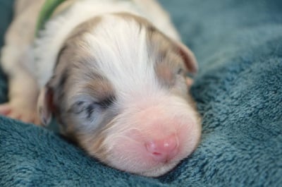 Les chiots de Berger Australien