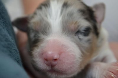 Les chiots de Berger Australien