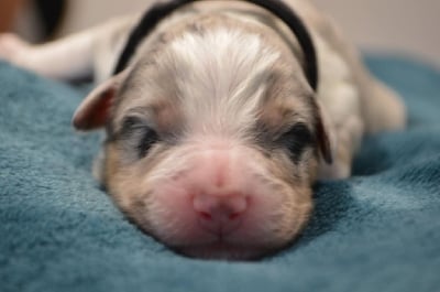 Les chiots de Berger Australien