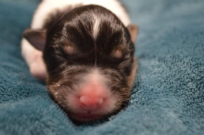 Les chiots de Berger Australien