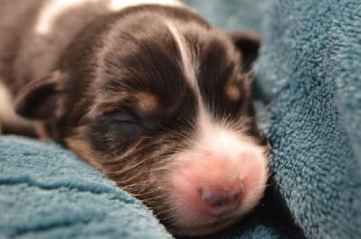 Les chiots de Berger Australien