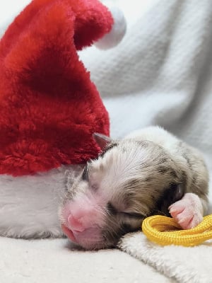 Les chiots de Berger Australien