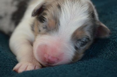 Les chiots de Berger Australien