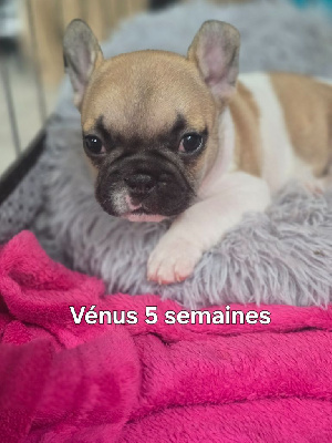 Les chiots de Bouledogue français