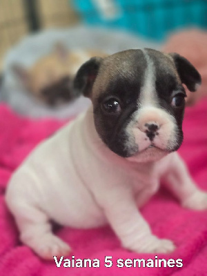 Les chiots de Bouledogue français