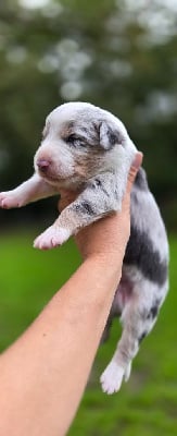 Les chiots de Border Collie