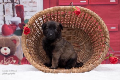 Les chiots de Berger Belge