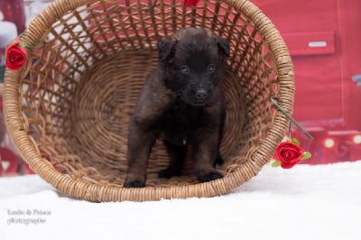 Les chiots de Berger Belge