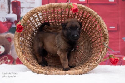 Les chiots de Berger Belge