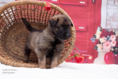 Les chiots de Berger Belge