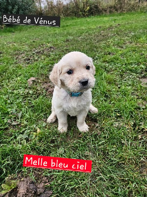 Les chiots de Golden Retriever