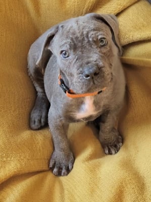 Les chiots de Cane Corso