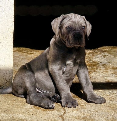 Les chiots de Cane Corso