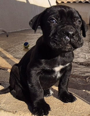 Les chiots de Cane Corso