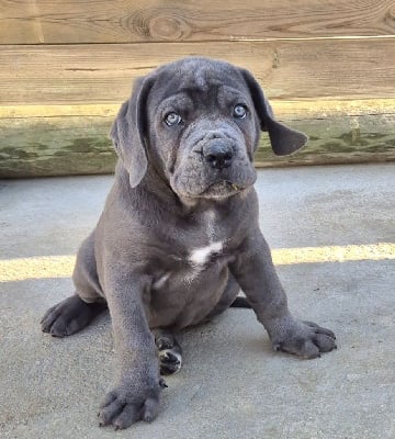 V'IVAR - Cane Corso